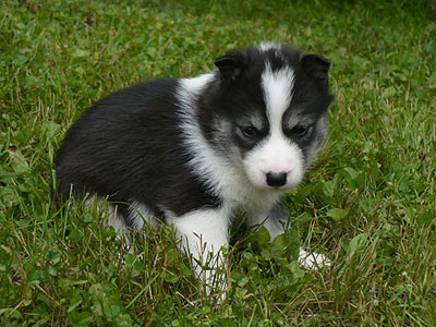 Layla at 6 weeks of age.