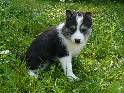 Layla at 5 weeks of age.