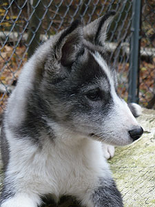 Layla at 3.5 months old.