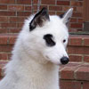 Liv at 9 months old.