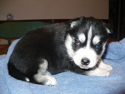 Nova at 3 weeks old.