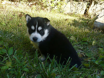 Nova at 4 weeks old.