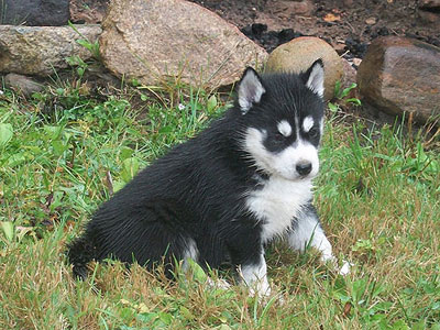 Nova at 5 weeks old.