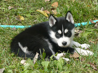 Nova at 6 weeks old.