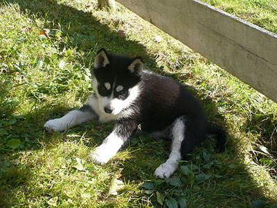 Nova at 7 weeks old.