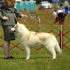 Orion in the Am-bred class at the YSHC specialty.