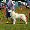 Orion in the sled dog class at the YSHC Specialty show.