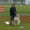 Orion doing Rally Novice in the pouring rain.