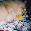 Orion and his stuffed duck.