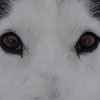 Pretty eyes!!