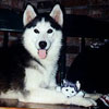 Pando at 6 months old.