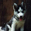 Pando at 12 weeks old.