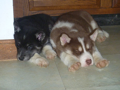 Sleepy pups!