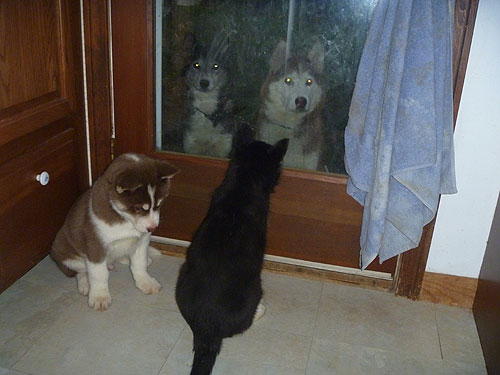 Jealous girls want to come in the house, a little girl watches her grammy, and a little boy watches a tail.
