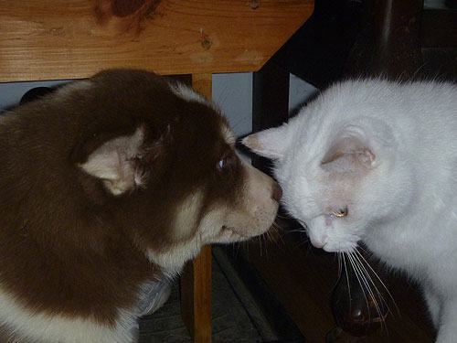 Cats are fun!
