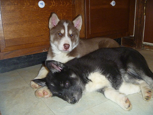 They just LOVE to sleep by the back door!