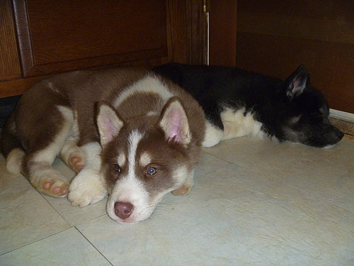 Another pic of them hanging by the back door.