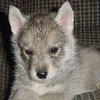 Tannis at 6 weeks of age.