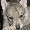 Tannis at 6 weeks of age.