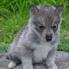 Tannis at 4 weeks of age.