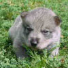 Tannis at 3 weeks of age.