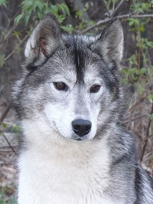 Vale at 2 years old.