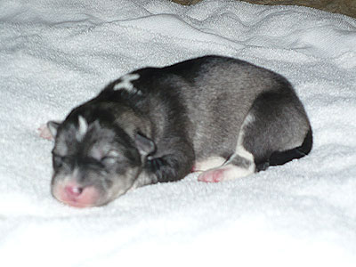 Vale at 1 day old.