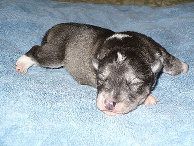 Vale at 1 week old.