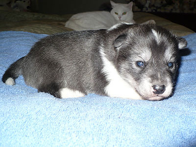 Vale at 2 weeks of age.