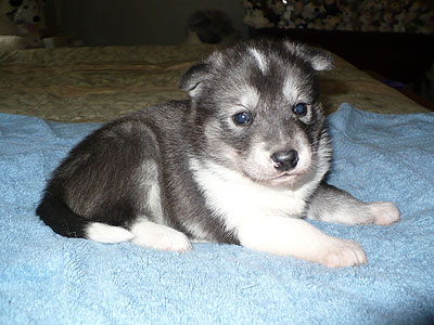 Vale at 3 weeks of age.