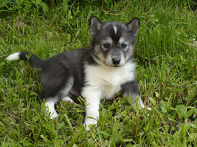 Vale at 4 weeks of age.