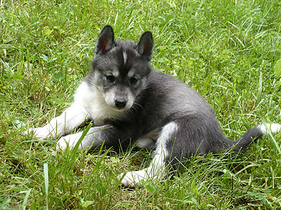 Vale at 5 weeks of age.