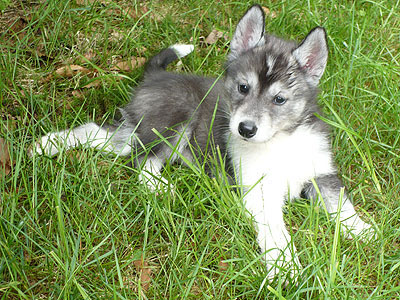 Vale at 6 weeks of age.