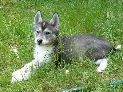 Vale at 7 weeks of age.