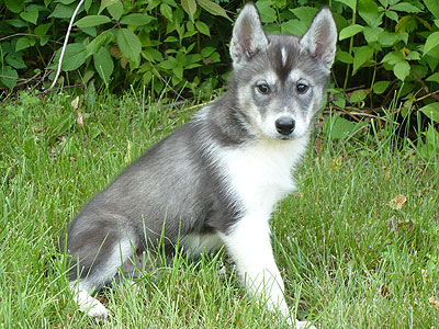 Vale at 8 weeks of age.