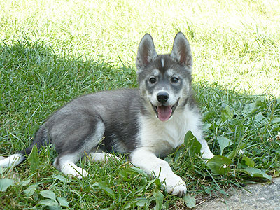 Vale at 9 weeks of age.