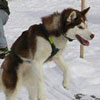 Valeska running the 1 dog junior with Ali.