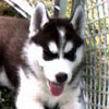 Valeska as a pup.