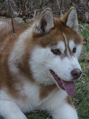 Varitek at 9 months of age.