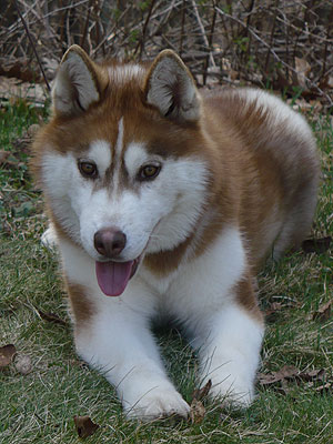 Varitek at 9 months of age.