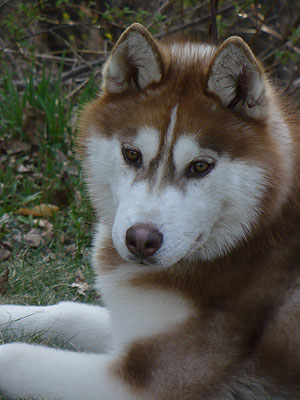 Varitek at 9 months of age.