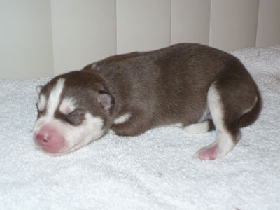 Varitek at 1 day old.