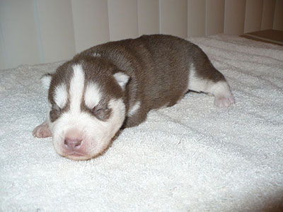 Varitek at 1 week old.