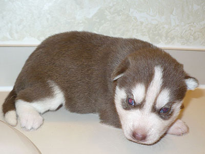 Varitek at 2 weeks of age.