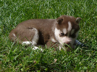 Varitek at 3 weeks of age.