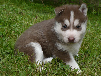 Varitek at 4 weeks of age.