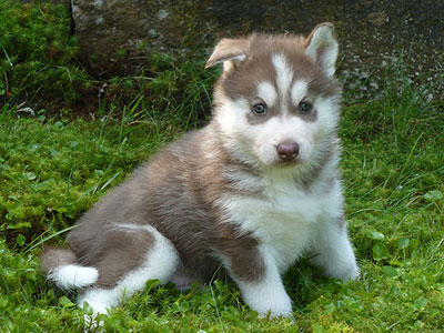 Varitek at 5 weeks of age.