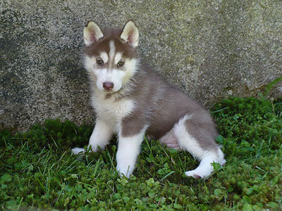 Varitek at 7 weeks of age.