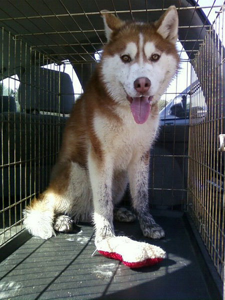 It's ok that you took away my bed because I am all muddy. I had a great time!