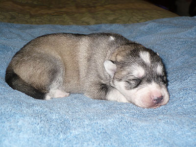 Vince at 1 week old.